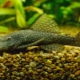 Ancistrus ordinary: description, features of keeping and breeding