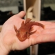 Ancistrus super ed: description, content and breeding