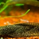 Veil ancistrus: description, care and breeding