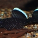 Ancistrus star: description and content