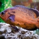Astronotuses: what are they and how to keep them?