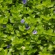 Bacopa: description of aquarium species and their content