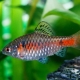 Scarlet barbus: description, care, breeding and compatibility