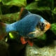 Mossy barbus: description, content and breeding