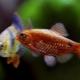 Barbus: description, types of aquarium fish and content