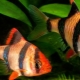 Sumatran barbus: description, content and breeding