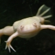 White aquarium frog: description and recommendations for content