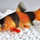 Botia: types of aquarium fish and features of their maintenance