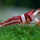 What and how to feed shrimp in the aquarium?
