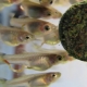What and how to feed guppy fry?
