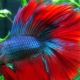What and how to feed the cockerel fish?
