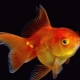 What and how to feed goldfish?