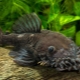 What and how best to feed ancistrus?