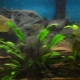 Black algae in an aquarium: why do they arise and how to deal with them?