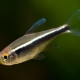 Black neon: description, content and breeding