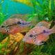 Cichlazoma eliot: description, care, breeding, compatibility