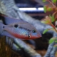 Cichlazoma meek: description, care, reproduction and compatibility