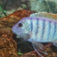 Cichlid zebra: species with description and content