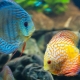 Cichlids: description, types and content