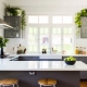 Flowers for the kitchen: purpose, varieties, selection and placement