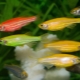 Danio glofish: what are they and how to care for them?