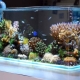Aquarium decor: types and applications