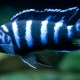 Demasoni: description, care and reproduction