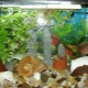 Aquarium bottom filter: purpose, pros and cons