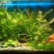 Phosphates in the aquarium: norms and level control
