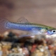 Gambusia: description, types and content in the aquarium