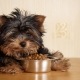 Hypoallergenic food for small breed dogs