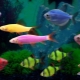 Glofish fish: glowing fluorescent aquarium dwellers