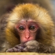 Year of the Monkey: dates, characteristics and compatibility