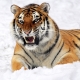 Year of the Tiger: description of the symbol and characteristics of people