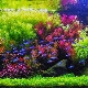 Dutch aquarium: planting and care scheme