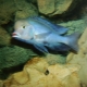 Blue dolphin: a description of aquarium fish and the rules for its maintenance