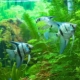 Blue scalars: what are they and how to keep them?
