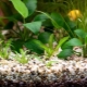 Aquarium soil: types, selection and application