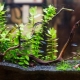 Soil for aquarium plants: types, selection and application