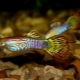 Guppy Cobra: colors and tips for content