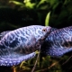 Gourami marble: maintenance and care, breeding and compatibility
