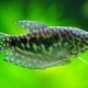 Gourami: description, types and care