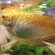 Gold gourami: what does it look like and how to care for it?
