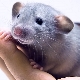 Characteristics of men born in the year of the Rat