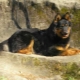 Walking dogs: characteristics, selection and content