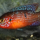 Chromis handsome: features, content and compatibility