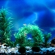 Making a background for an aquarium with your own hands