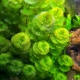 Kabomba: features of an aquarium plant, maintenance and breeding