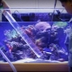 How and with what to disinfect an aquarium?
