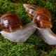 What is the best way to bathe Achatina?
